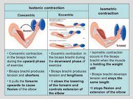 Concentric Vs Eccentric Contraction Google Search Pnfstretching Eccentric Contraction Types Of Muscles Isometric Contraction