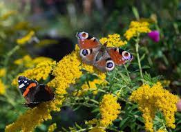 Maybe you would like to learn more about one of these? Die 10 Haufigsten Schmetterlinge Im Garten Bluhendes Osterreich