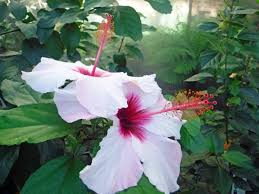 Image result for Hibiscus fuscus