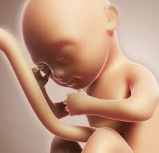 Kedudukan wanita dalam islam tidak berbeda dengan kedudukan pria dimana para wanita memiliki hak dan kewajiban sesuai dengan kodratnya. Hamil 7 Bulan Posisi Kepala Bayi Sudah Dibawah