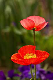 Studioview Poppies By Michael Levine Clark Via Flickr Amazing Flowers Poppy Flower Poppies