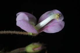 Image result for Grona adscendens