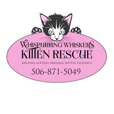 I'm raising money to benefit whiskers pet rescue inc,. Whispurring Whiskers Kitten Rescue Home Facebook