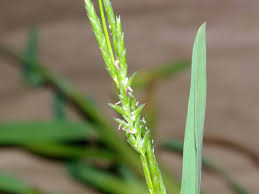 Image result for Glyceria