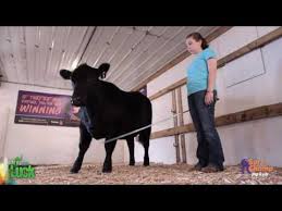 Show Cattle How Do You Halter Your Calf Youtube
