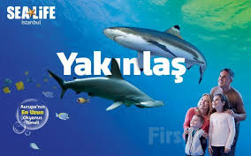 Sea Life Istanbul Akvaryum Hafta Ici Giris Bileti Firsat Me Istanbul En Buyuk Kopek Yolculuk