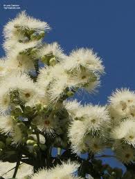 Image result for Eucalyptus torelliana