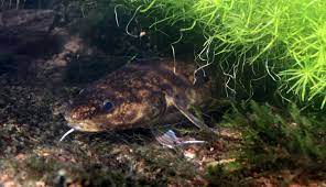 Pilotprojekt Quappe In Nrw Artenschutz Der Angler Angeln