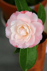 Pin By Nadia Desgardin On Fleur Pretty Flowers Camellia Flower Beautiful Flowers