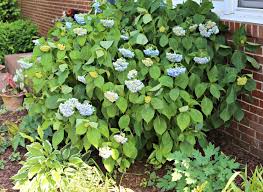 Across (30 cm), that brighten shady areas and bring life to the garden. Hosta Companion Plants Growing Hostas With Shade Loving Plants