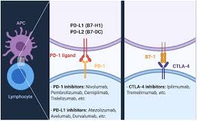 Cancers Free Full Text Current Strategies And Novel Therapeutic Approaches For Metastatic Urothelial Carcinoma Html