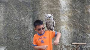Wahana Foto Bareng Burung Hantu Di Tebing Breksi Diminati Pengunjung Halaman All Tribun Jogja