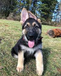 Gsd Puppy Baloo Cute German Shepherd Puppies Beautiful Dogs German Shepherd