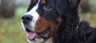 As early as 8 weeks, you can cover your rambunctious pup with a puppy insurance plan from figo. 12 Bernese Mountain Dog Pros And Cons Green Garage