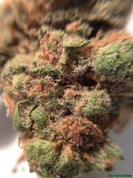I followed her over from platinum entourage and detox salon. Black Diamond Strain Marijuana Strain Reviews Allbud