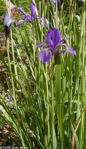 Iris Prismatica Slender Blue Iris Flowering Perennial 1 3 Native Plant Gardening Native Garden Flowers Perennials