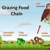 Food chains exist in the water too, with the big fishes eating the little fishes, but the word terrestrial implies a food chain on land. 1