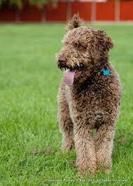 Maybe you would like to learn more about one of these? Lagottoromagnolo Dogphotography Www Picture It Big Co Uk Italian Water Dog Dog Photography Lagotto Romagnolo