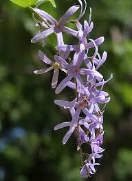 Image result for Petrea volubilis