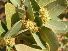 Image result for Boscia matabelensis