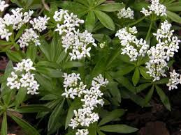 Image result for Galium stenophyllum