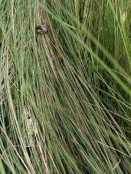 Image result for Miscanthus junceus