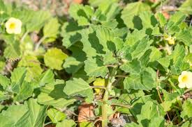 Image result for Pedalium