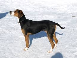 Walking dog printable coloring page, free to download and print. Finnish Hound Wikipedia