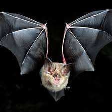 Now, to address the important matter: The Bats Behind The Pandemic Wsj