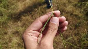 Image result for Sehima