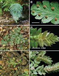 Image result for Amblovenatum opulentum