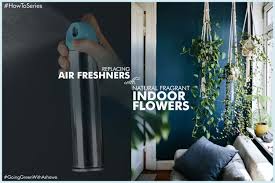 5 INDOOR PLANTS THAT CAN REPLACE ARTIFICIAL AIR-FRESHENER – Ashawa Consults  LTD
