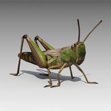 Go with the local family pest control service that has won the las vegas super service award, has the highest and most nevada is famous for having the world's biggest littlie city; Grasshopper Animated Sponsored Sponsored Animated Grasshopper Animals Characters Grasshopper Cute Reptiles Animals