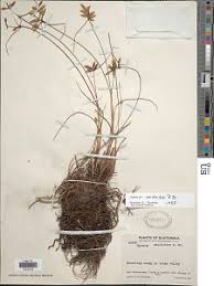 Image result for Pycreus unioloides