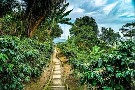 We did not find results for: Blue Mountain Coffee Jamaica Personal Travel With Exotic Excursion