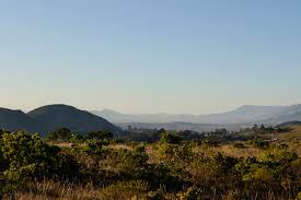 Image result for Stolzia compacta