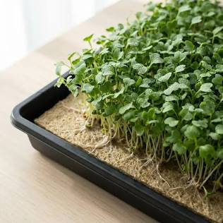 Microgreens greening up under lights, AI generated