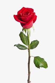 Red Rose Flower Closeup Red Rose Clipart Hd Big Picture Valentine S Day Png Transparent Clipart Image And Psd File For Free Download Beautiful Red Roses Red Rose Love Red Rose Flower