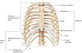 360° rotation of the rib cage. Short Note On Rib Cage Biology Questions