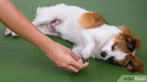 This should encourage them to. How To Train Your Dog To Roll Over 12 Steps With Pictures