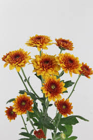 Chrysanthemum Chrysant Santini Deliflame Available At Www Barendsen Nl Chrysanthemum Colorful Flowers Plants