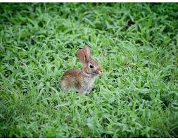 Do not test any of their products or ingredients on animals. Cruelty Free International Addresses Future Of Animal Testing In China At Leaping Bunny Backed Conference