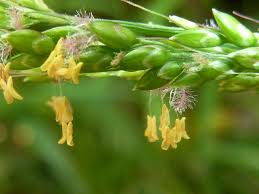 Image result for Setaria restioidea