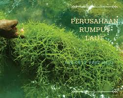 Menjadi salah satunya type rumput pakan ternak, rumput grinting memang baik untuk kesehatan hewan ternak. Agar Agar Rumput Laut Rumput Laut Basah Rumput Laut Kering Lautan Rumput Hidup