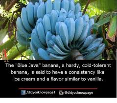Blue Java Bananas Near Me Google Search Banana Banana Ice Cream Fun Facts