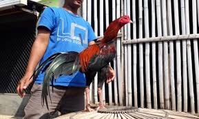 Jangan lupa mampir ke channel untung bangkok #untungbangkok #ayamaduan #beternakayam #ayampetarung petarung. Ayam Bangkok Kaki Rotan Ayampetarung Com