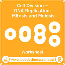 Meiosis & mitosis practice 2 name period regents biology date 1 of 2 meiosis & mitosis practice 2 sw science 10 unit 1 mitosis worksheet name: Mitosis And Meiosis Worksheet Teachers Pay Teachers