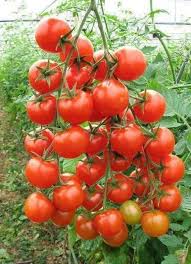 Cool Agriculture Agriculture Farm Farming Farmlife Farmer Agriculture Job Ideas Of Agricultur Growing Tomatoes Indoors Vegetable Harvest Edible Plants