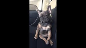 Why is my bulldogs eye red? Sleepy French Bulldog Struggles To Stay Awake Youtube