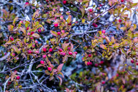 Image result for Helixanthera woodii